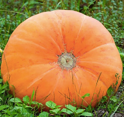Mammoth Gold Pumpkin Seeds
