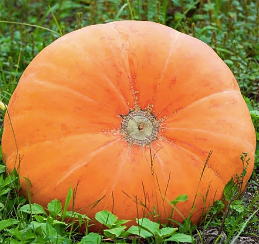 Mammoth Gold Pumpkin Seeds