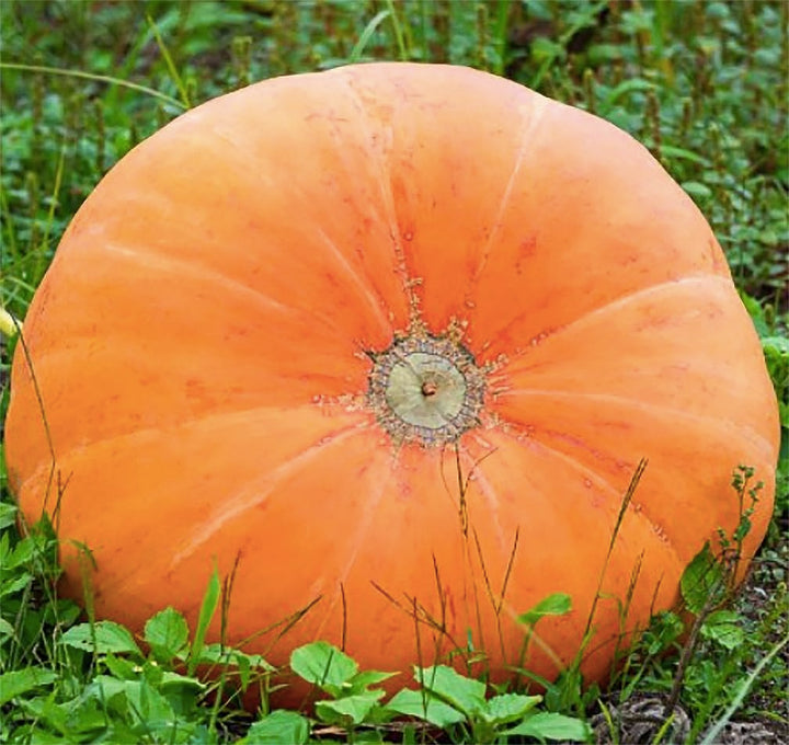 Mammoth Gold Pumpkin Seeds