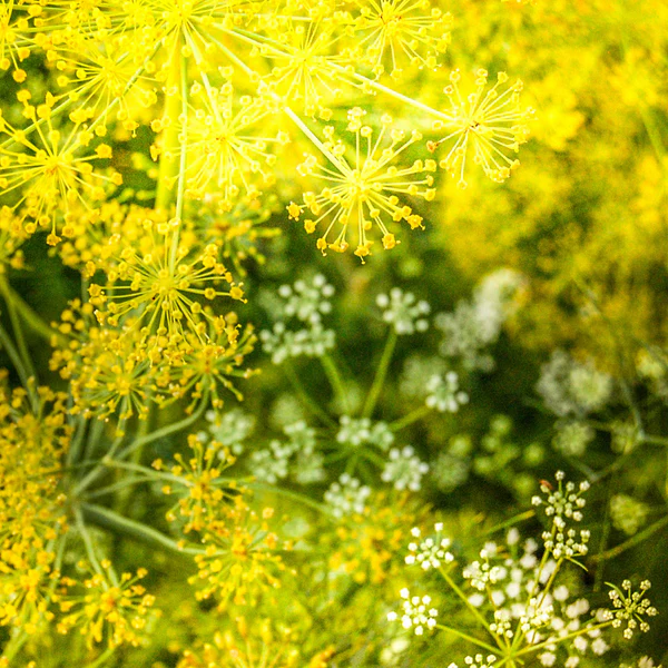 Mammoth Dill Herb Seeds for Planting – Heirloom Non-GMO Garden Seeds