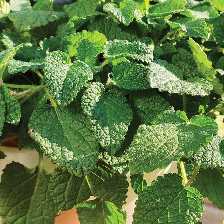 Mandarina Lemon Balm Herb Seeds for Planting – Heirloom Non-GMO Garden Seeds