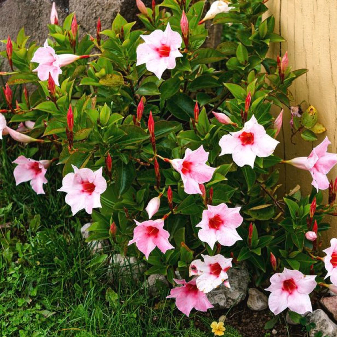 Pink White flower seeds