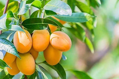 Mango Mangifera indica Fruit Seeds for Planting – Tropical Mango Garden Seeds