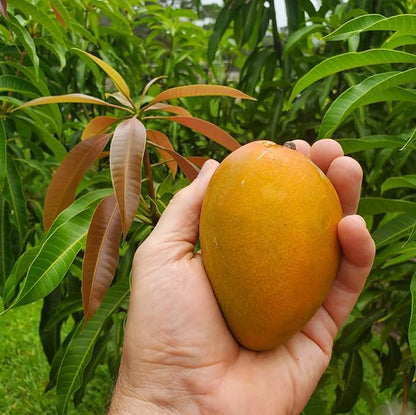Mango Mangifera indica Fruit Seeds for Planting – Heirloom Non-GMO Mango Tree Seeds