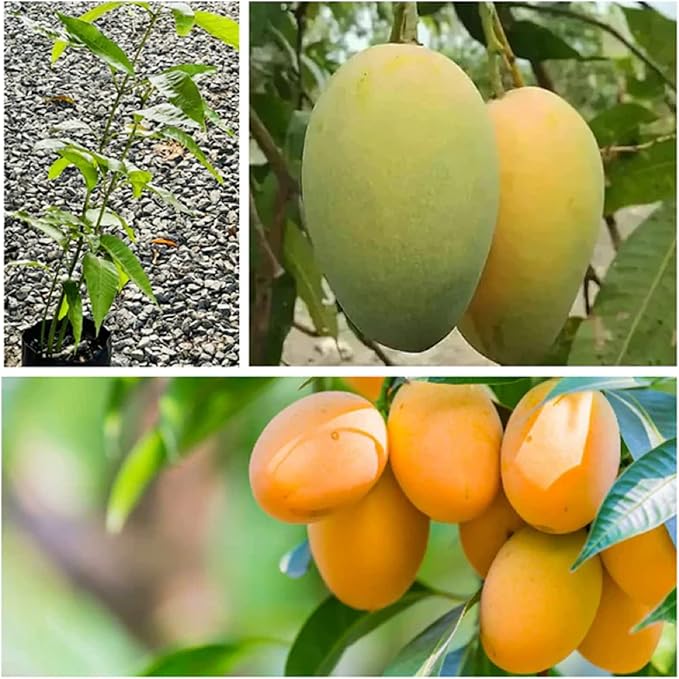 mango tree seeds