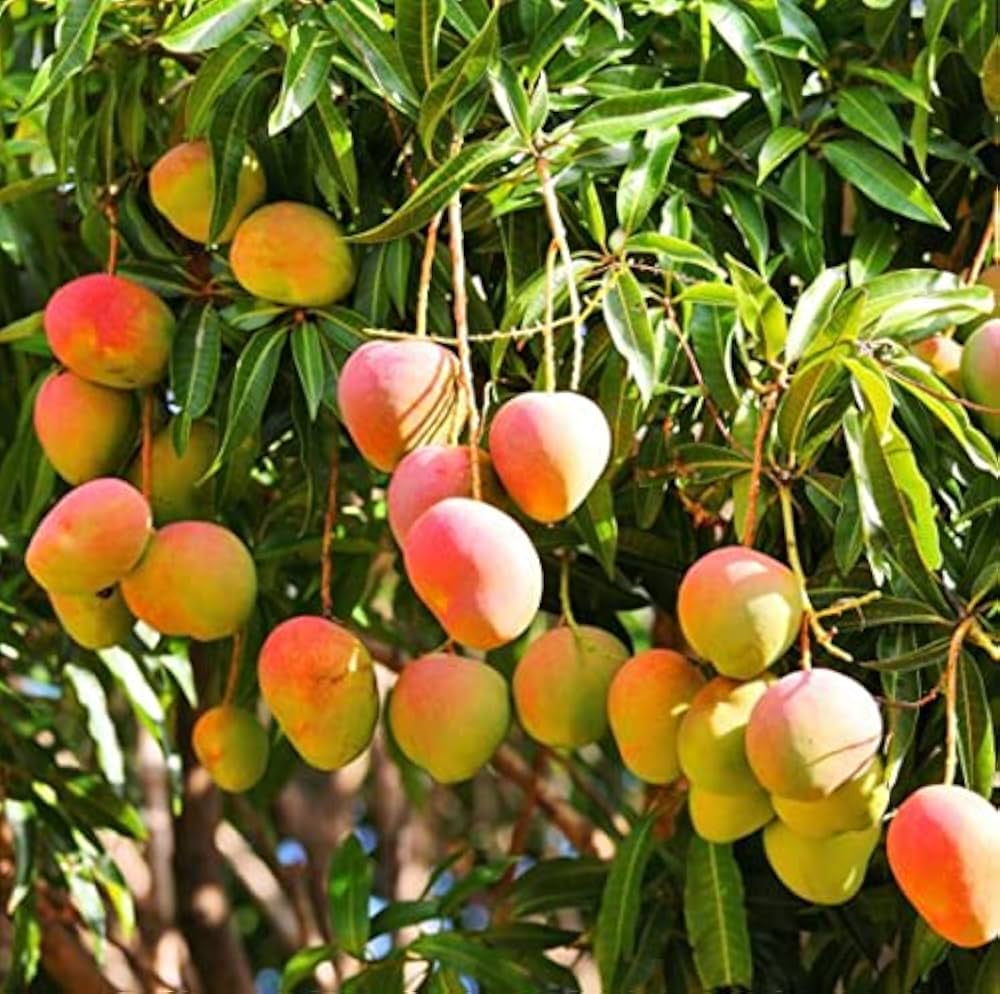 mango fruit seeds