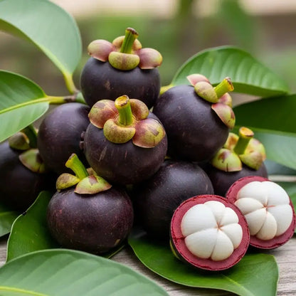 mangosteen fruit seeds