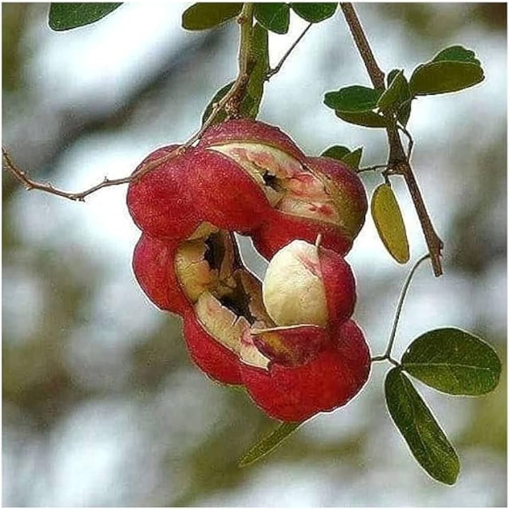 Manila Tamarind Tree seeds for planting – heirloom tropical fruit garden variety