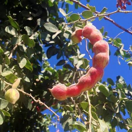 Manila Tamarind Tree seeds for planting – heirloom tropical fruit garden variety