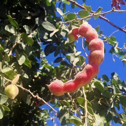 Manila Tamarind Tree seeds for planting – heirloom tropical fruit garden variety