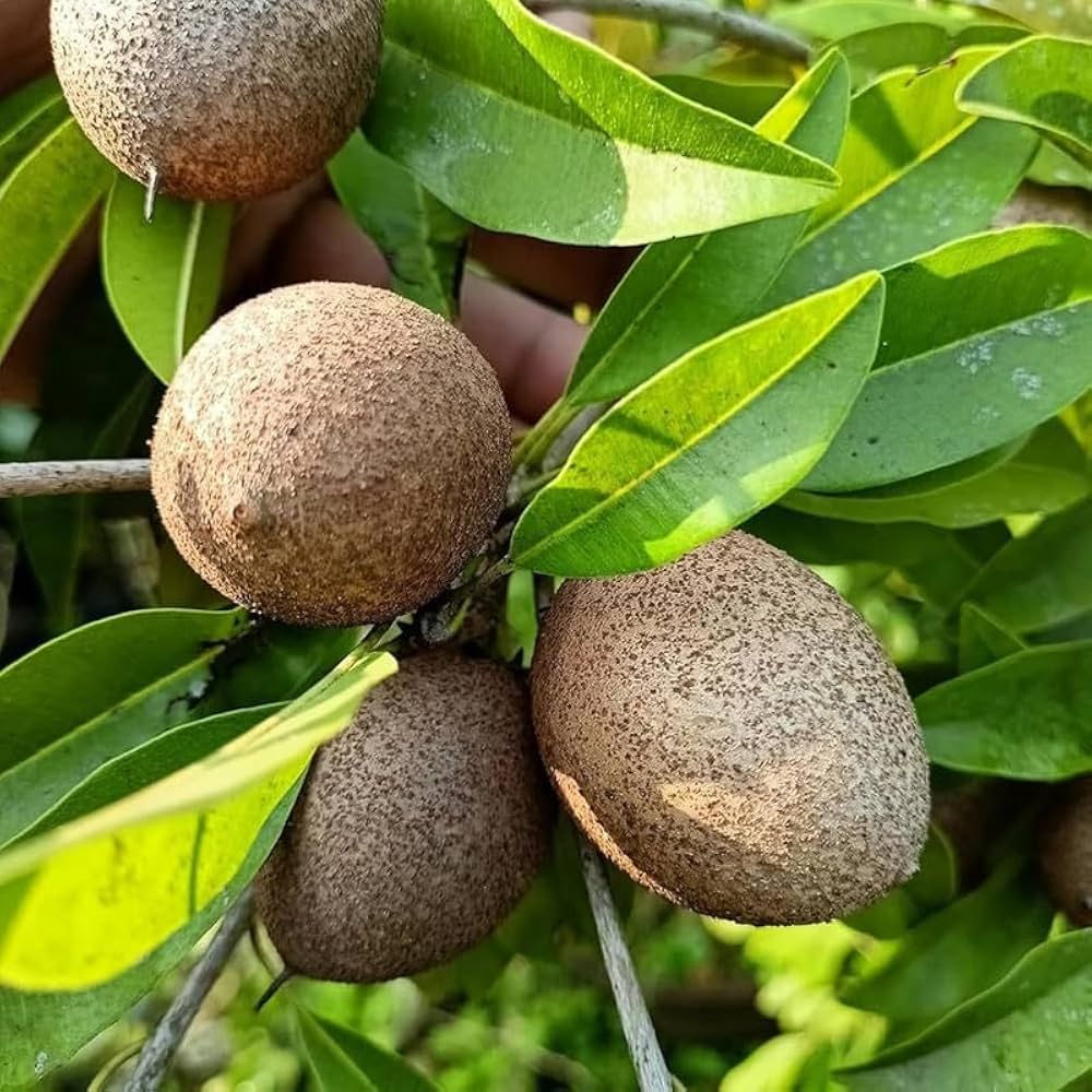 Cow Tree Fruit (Manilkara elata) seeds for tropical tree planting, featuring the distinctive seeds of an Amazonian evergreen tree.