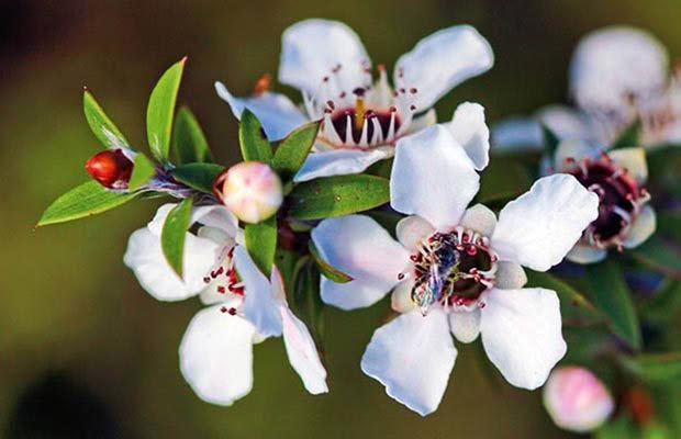 Manuka flower seeds