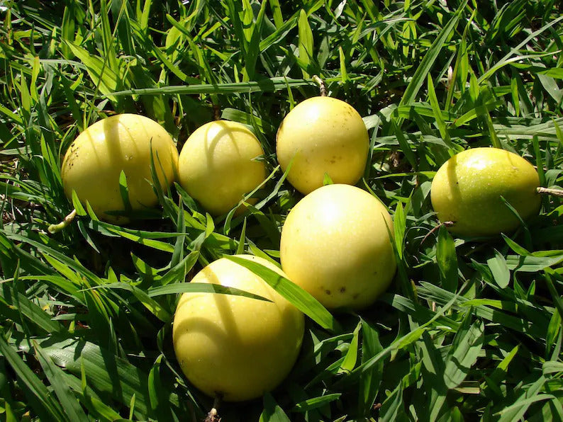 Yellow Maracuja Fruit Seeds for Planting – Heirloom Non-GMO Garden Seeds