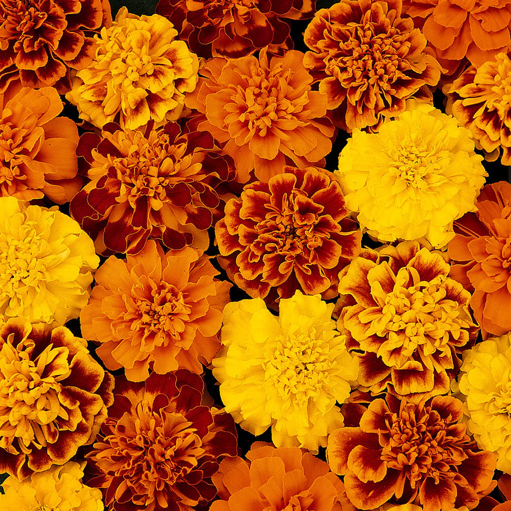 Russian Marigold flower seeds