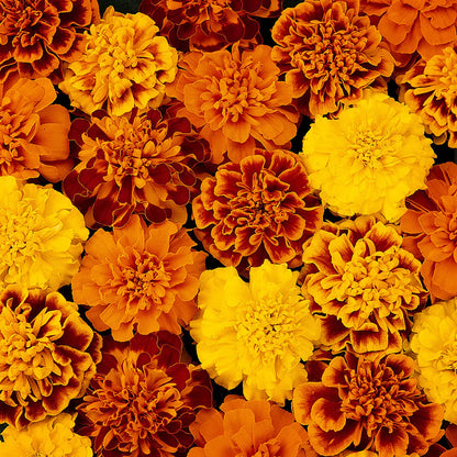 Russian Marigold flower seeds
