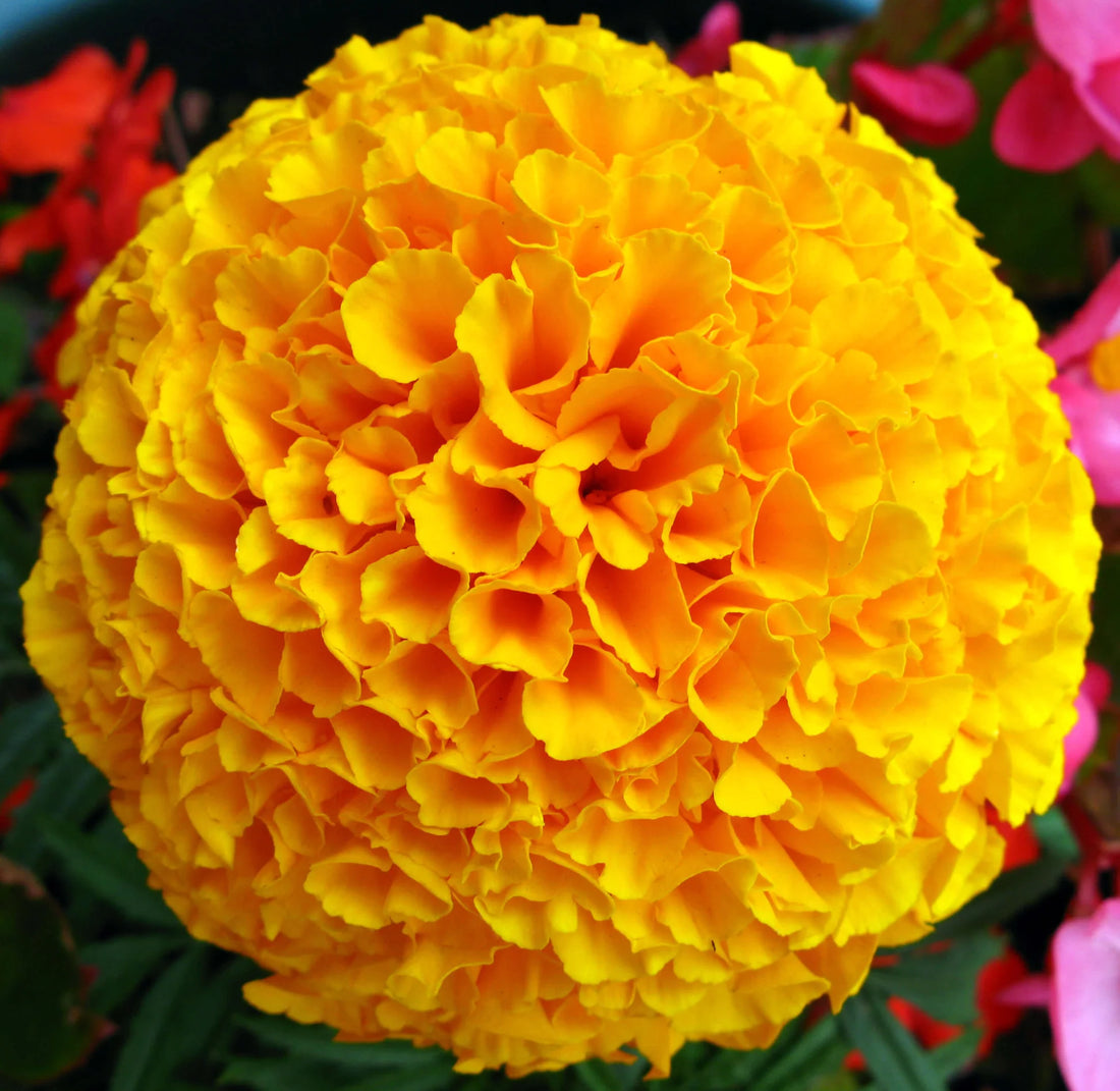 Marigold flower seeds