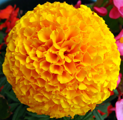 Marigold flower seeds