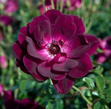 Maroon Climbing Rose Growing Along Garden Fence