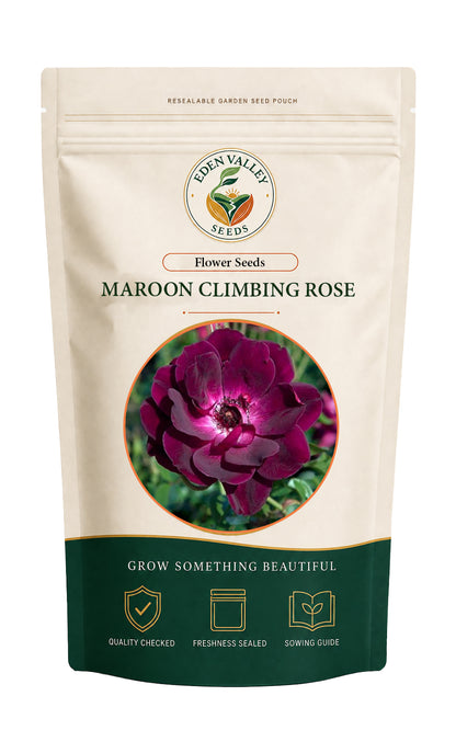 Maroon Climbing Rose Flower Seeds for planting