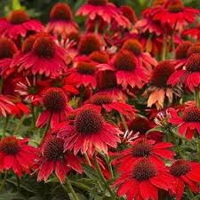Maroon Coneflower in Pollinator Friendly Garden