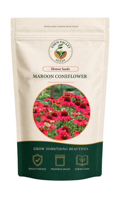 Maroon Coneflower growing in a garden