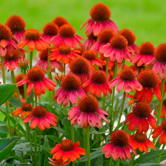 Maroon Coneflower in Pollinator Friendly Garden