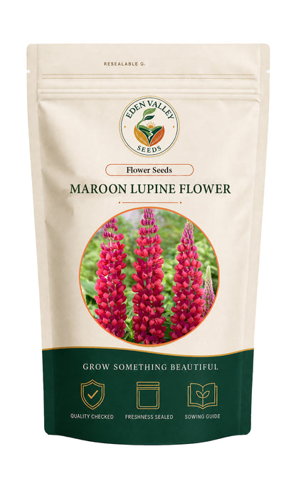 Maroon Lupine Flower for planting