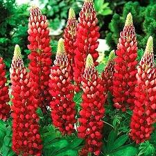 Maroon Lupines Growing in Cottage Garden