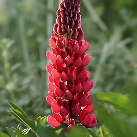 Maroon Lupines Growing in Cottage Garden