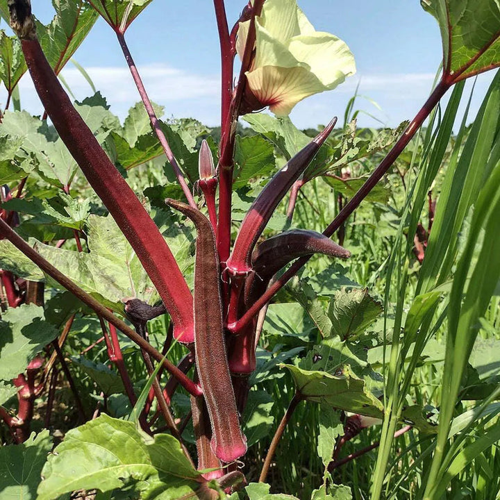 Red Okra Seeds