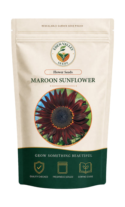 Maroon Sunflower Seeds for home gardens