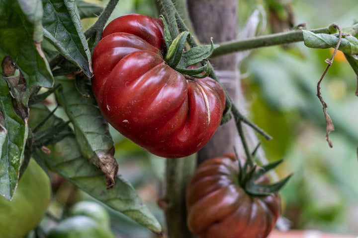 Maroon Tomato Seeds