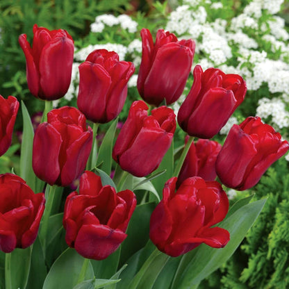 Maroon Tulip flower seeds