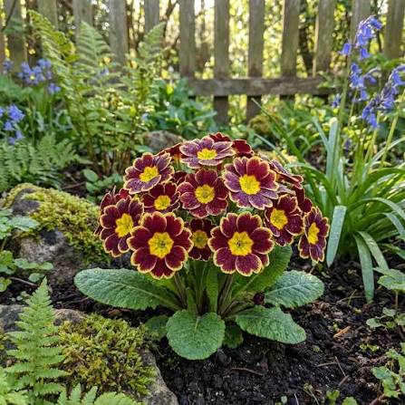 Primrose Flowers Growing in Shaded Garden Border