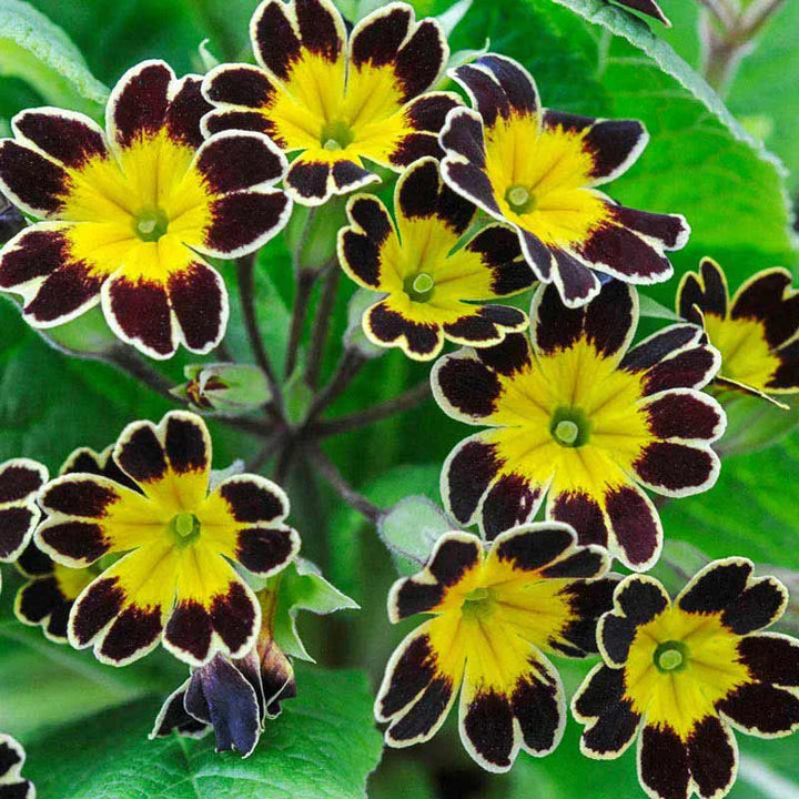 Maroon Yellow flower seeds