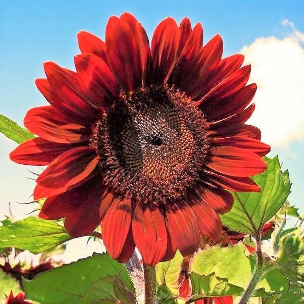 Maroon Sunflower flower seeds