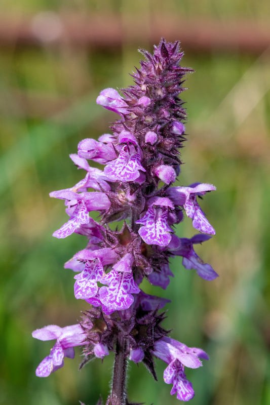 Marsh Woundwort Herb Seeds for Planting – Heirloom Non-GMO Garden Seeds