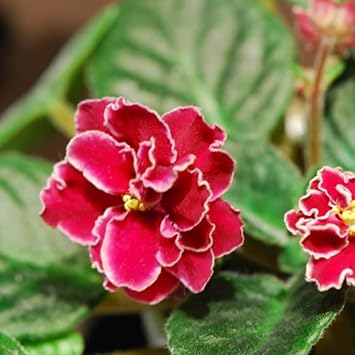 Red Matthiola flower seeds