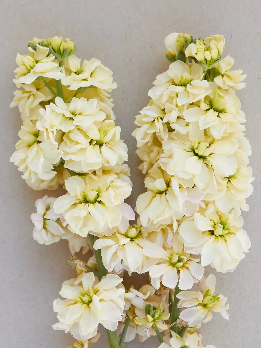Light Yellow Matthiola Incana Flower