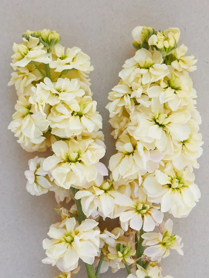 Light Yellow Matthiola Incana Flower
