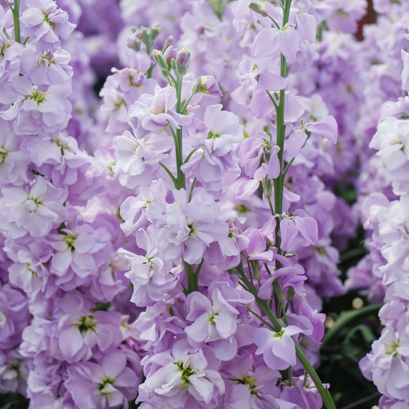 Violet Matthiola flower seeds