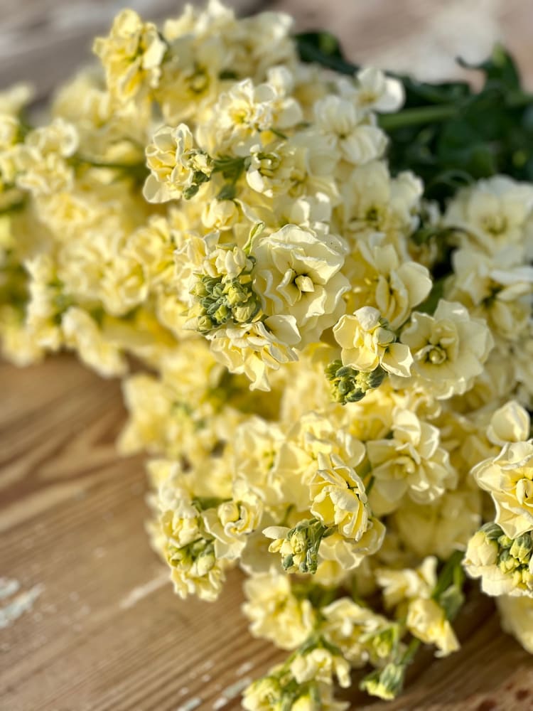 Light Yellow flower seeds