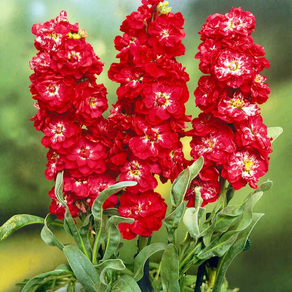 Red Matthiola flower seeds