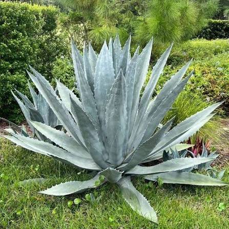 Mature Agave Kerchovei Rosette in Garden
