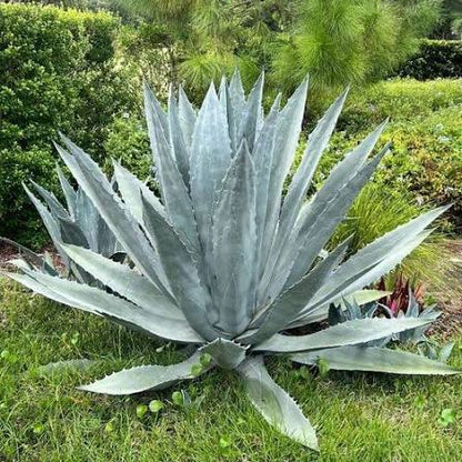 Mature Agave Kerchovei Rosette in Garden
