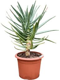  Mature Aloe Dichotoma with Branching Tree Form 