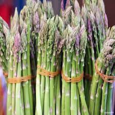 Young Asparagus Plants Growing in Vegetable Garden
