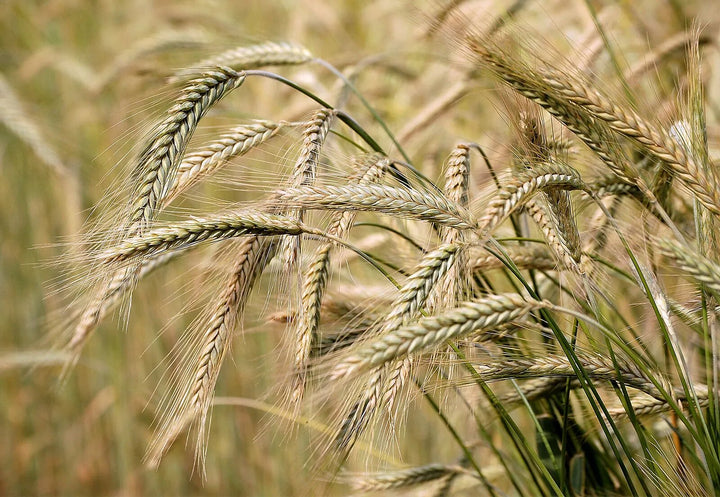 Barley seeds for planting with mature golden barley plants growing in a sunny garden