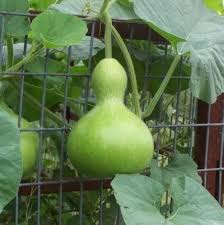Heirloom Birdhouse Gourd for Garden Craft Projects