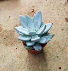 Mature Echeveria Rosette with Powdery Blue Green Foliage